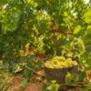 Chardonnay