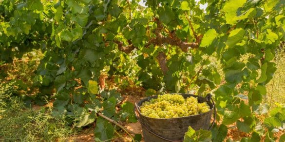 Chardonnay